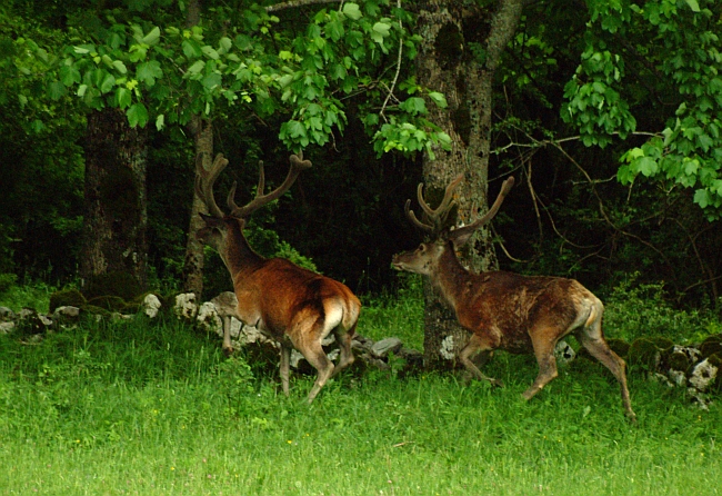 PASSIONE PER IL CERVO